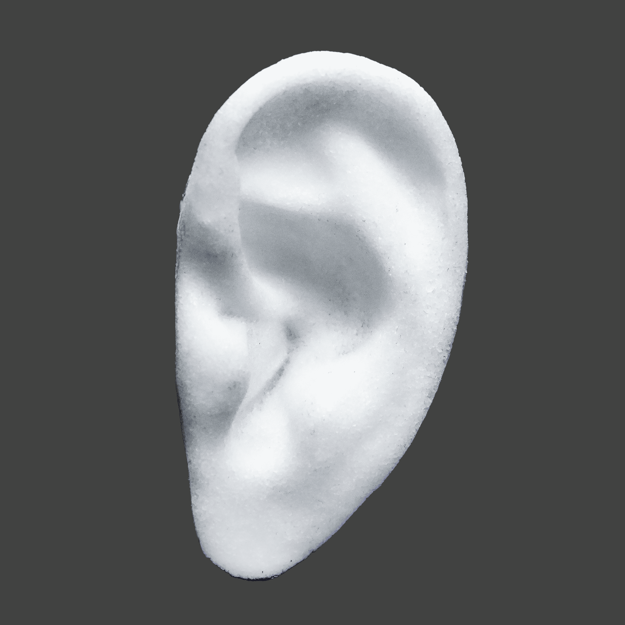 websitepics-03 White anatomical ear implant with detailed ear structure